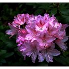 Rhododendron