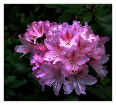 Rhododendron