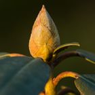 Rhododendron