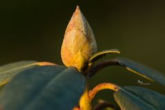 Rhododendron