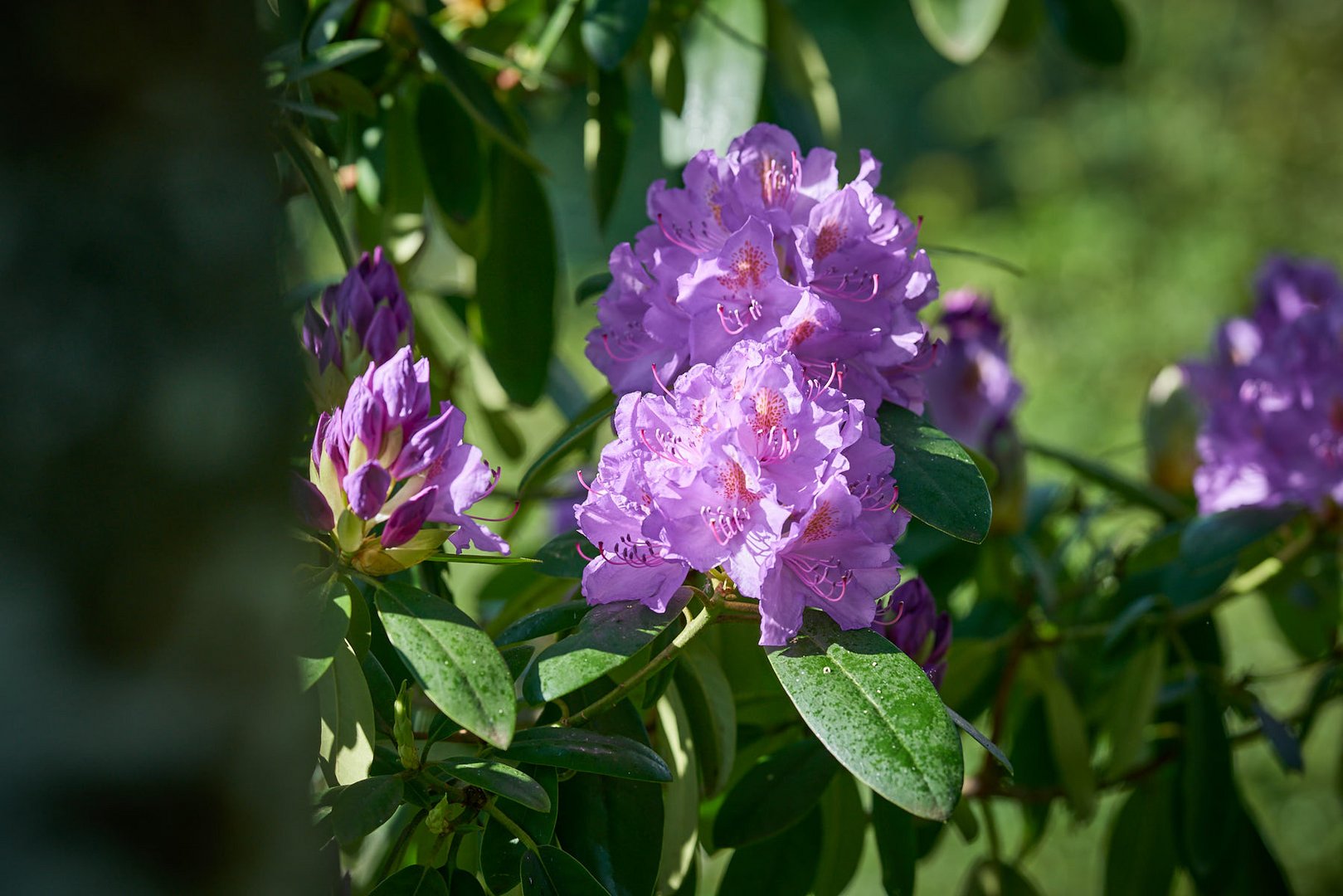 Rhododendron 