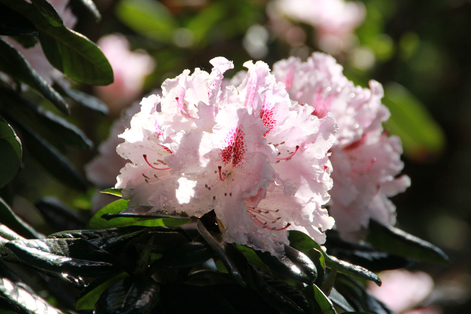 Rhododendron