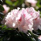 Rhododendron