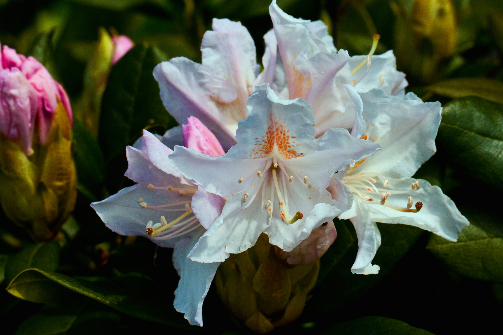 Rhododendron