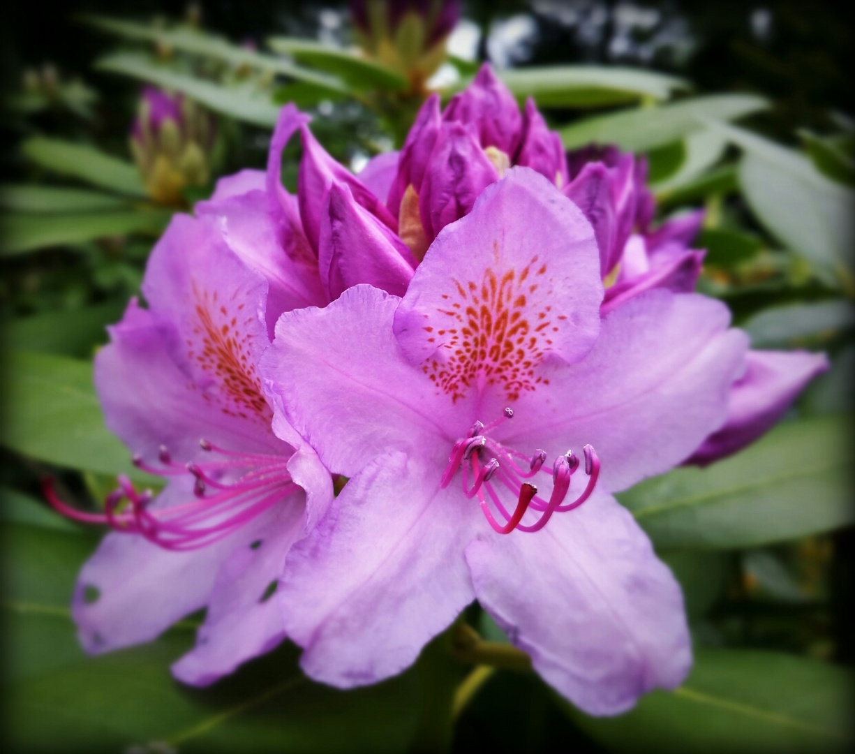 Rhododendron....