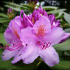 Rhododendron....