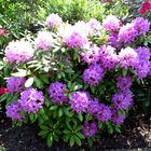 Rhododendron