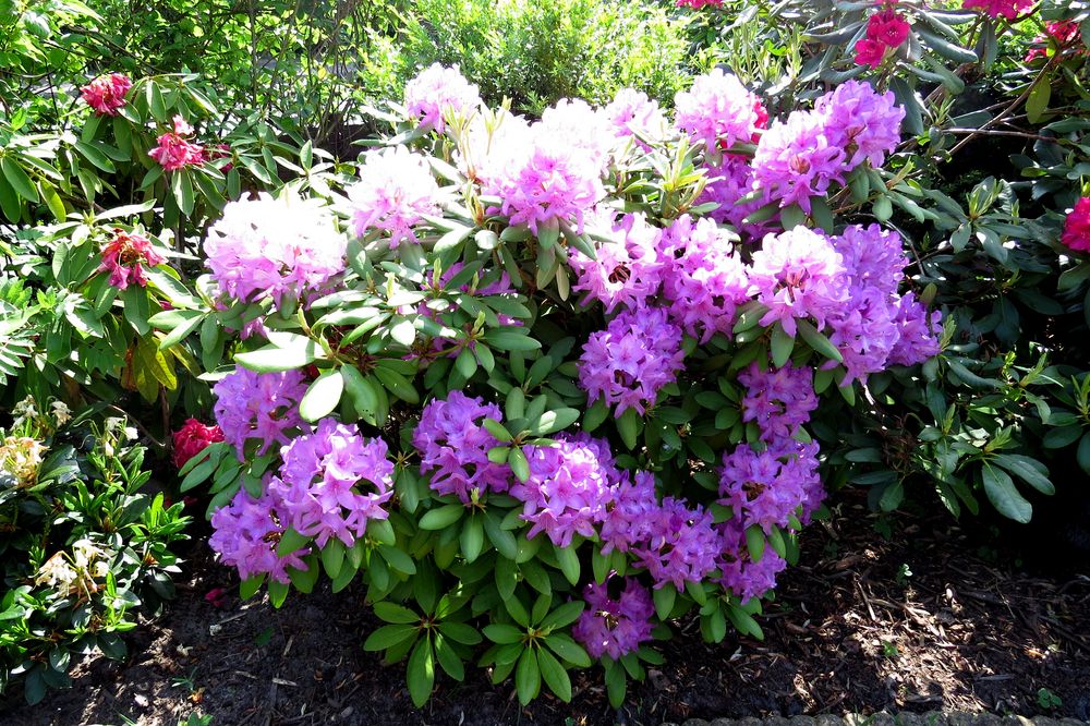 Rhododendron