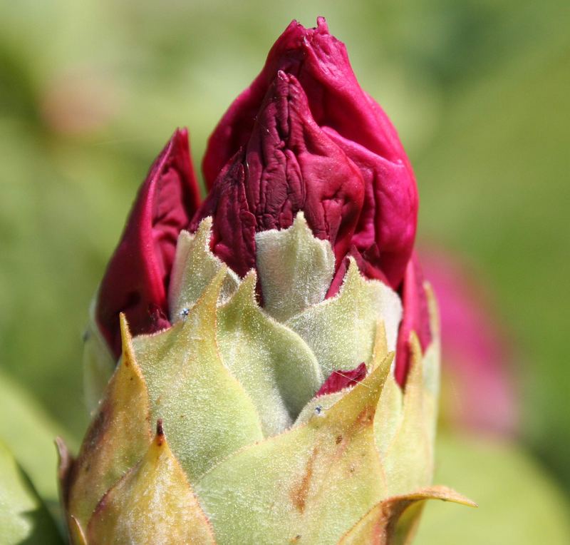 Rhododendron