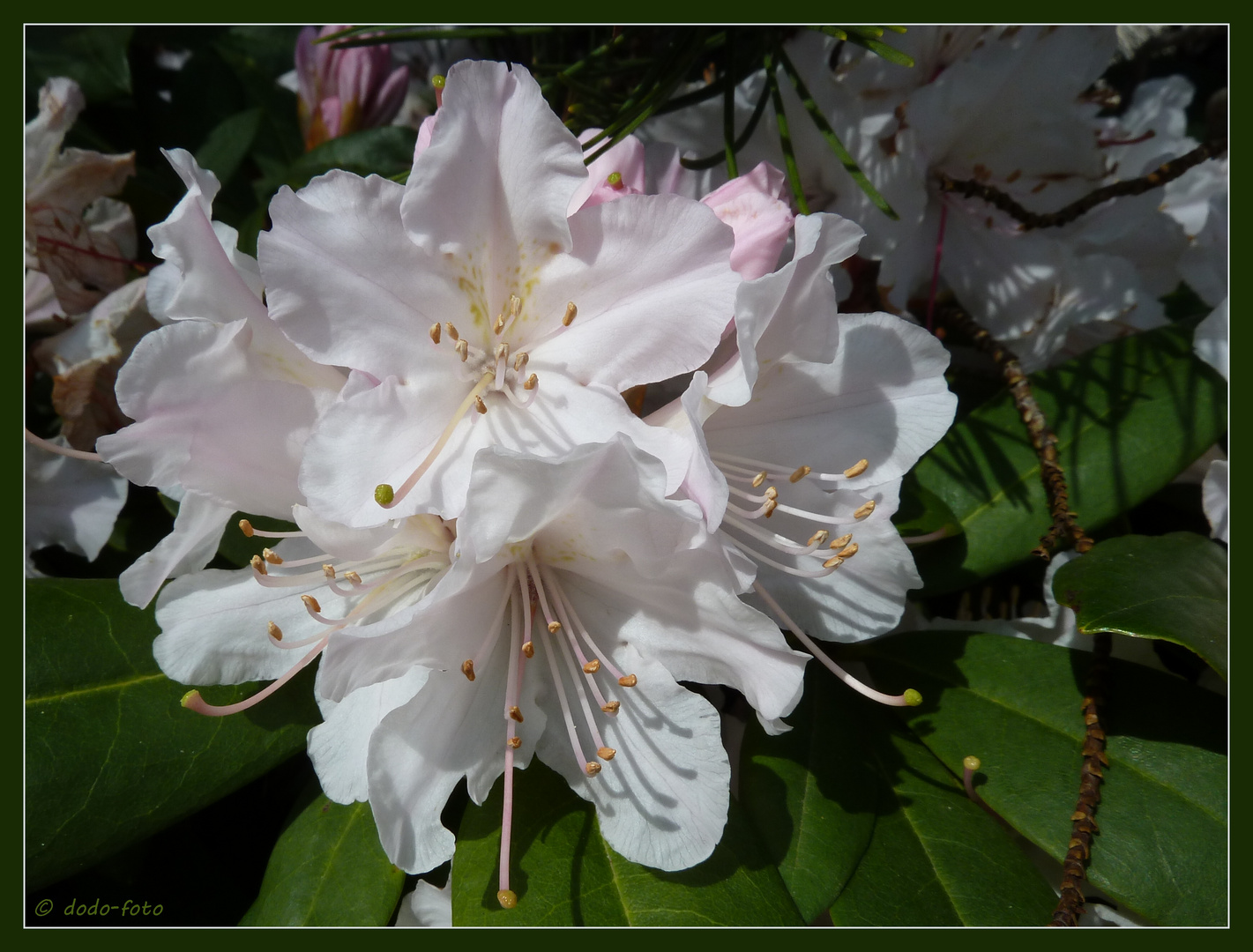 Rhododendron