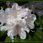 Rhododendron