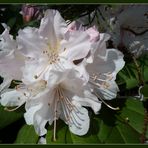 Rhododendron