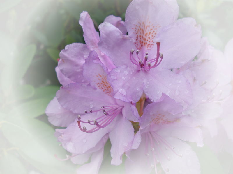 Rhododendron