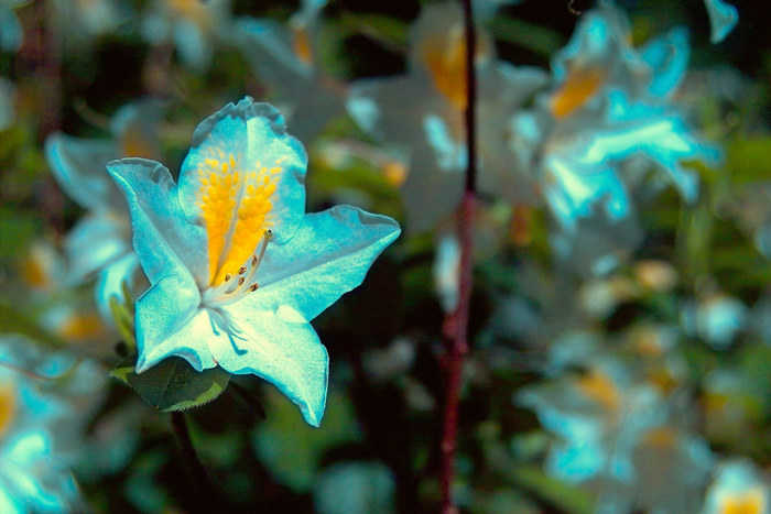 Rhododendron