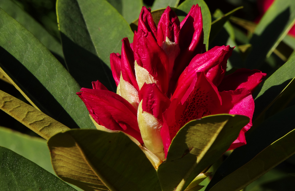 ...Rhododendron