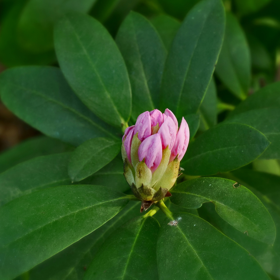 Rhododendron.....