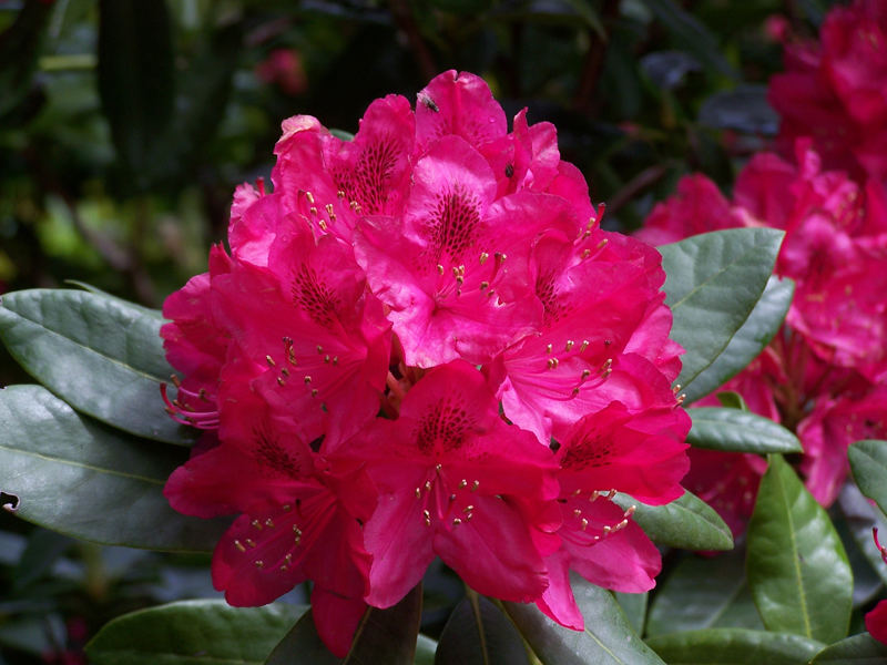 Rhododendron