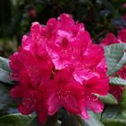 Rhododendron