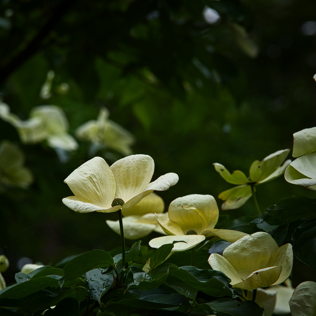 Rhododendron 