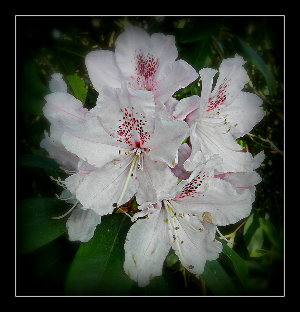 rhododendron