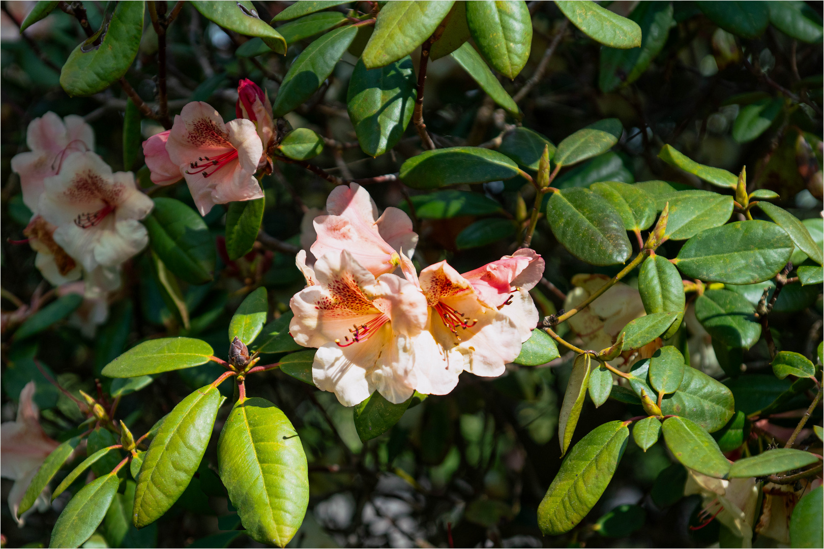 Rhododendron Foto & Bild pflanzen, pilze & flechten, sträucher