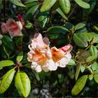 Rhododendron