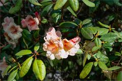 Rhododendron