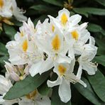 Rhododendron -5-