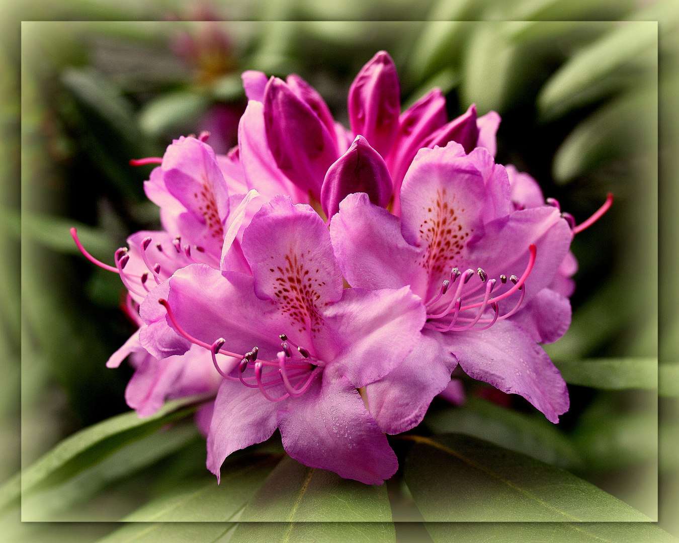 ~Rhododendron~