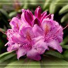 ~Rhododendron~