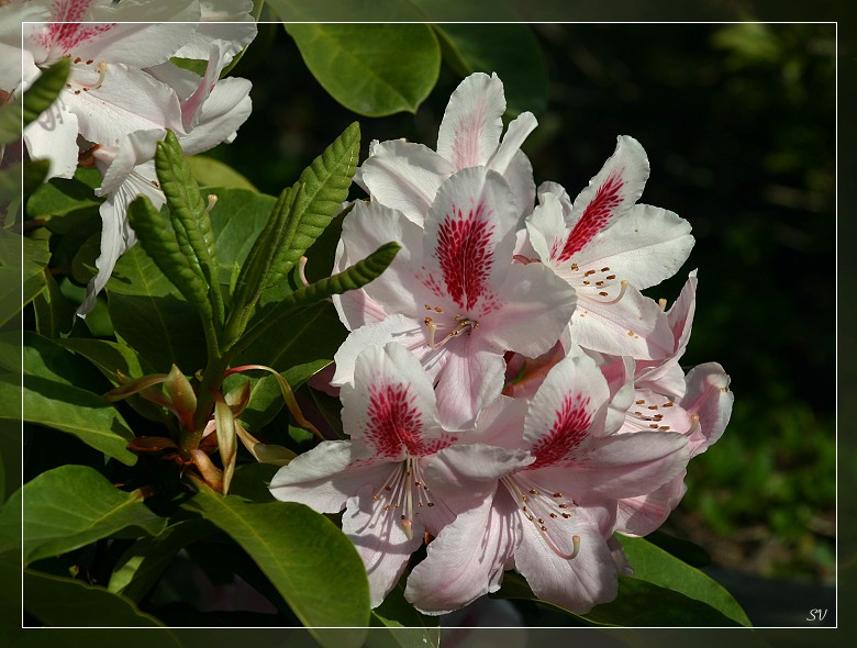 Rhododendron