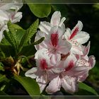 Rhododendron