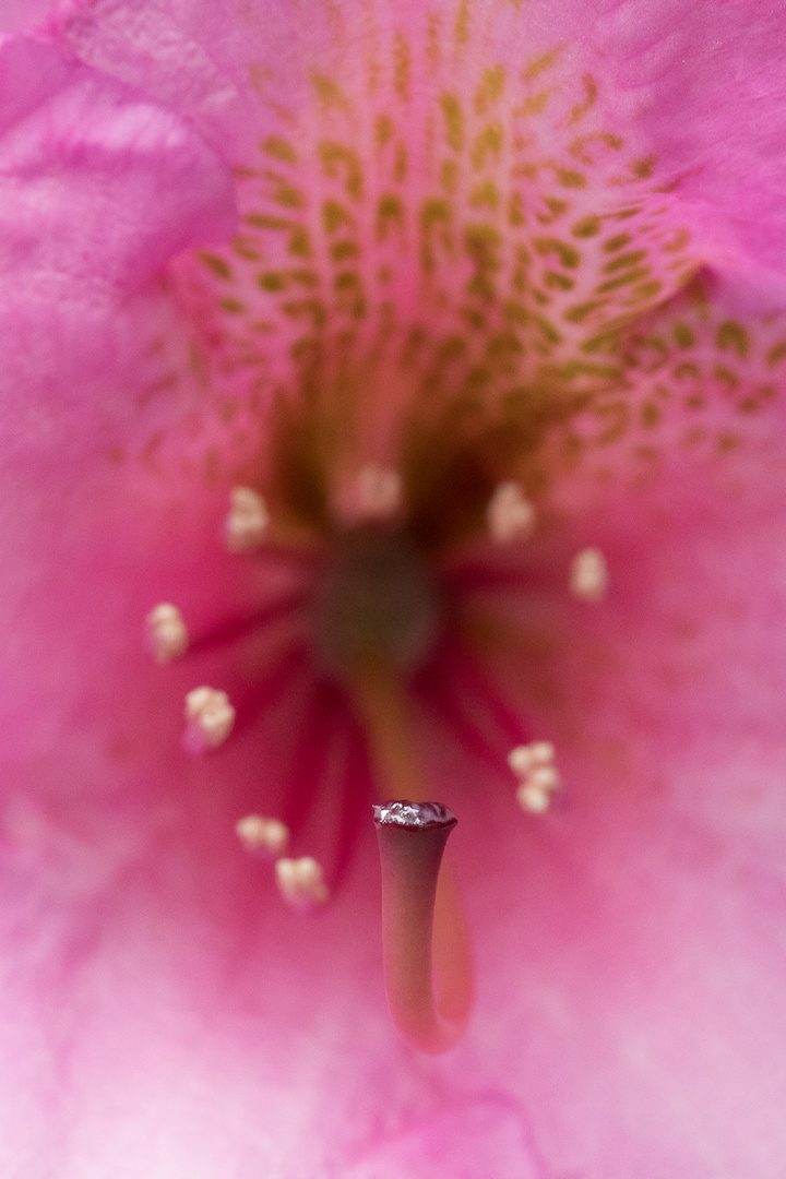 Rhododendron