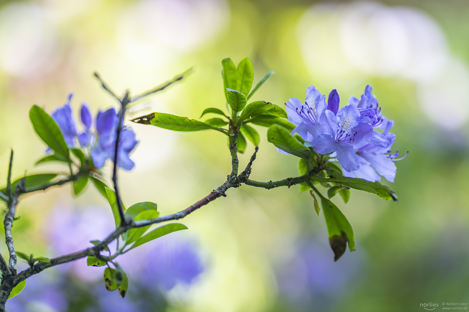 Rhododendron