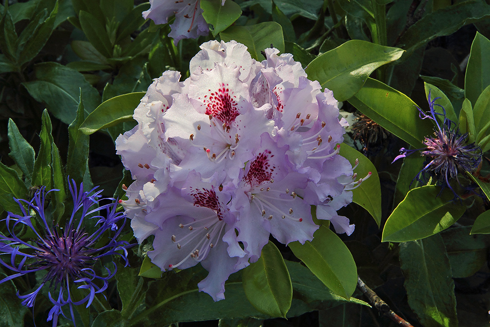 Rhododendron