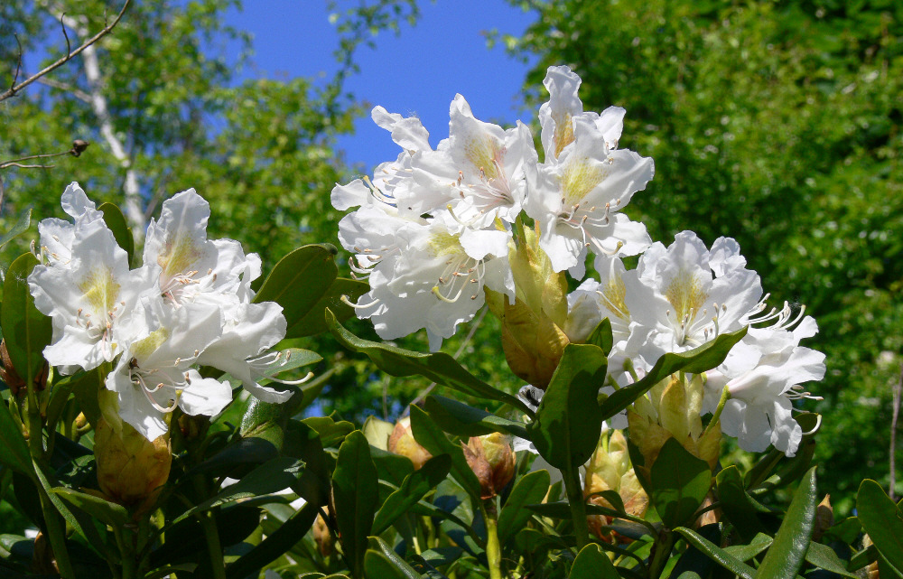 Rhododendron