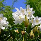 Rhododendron