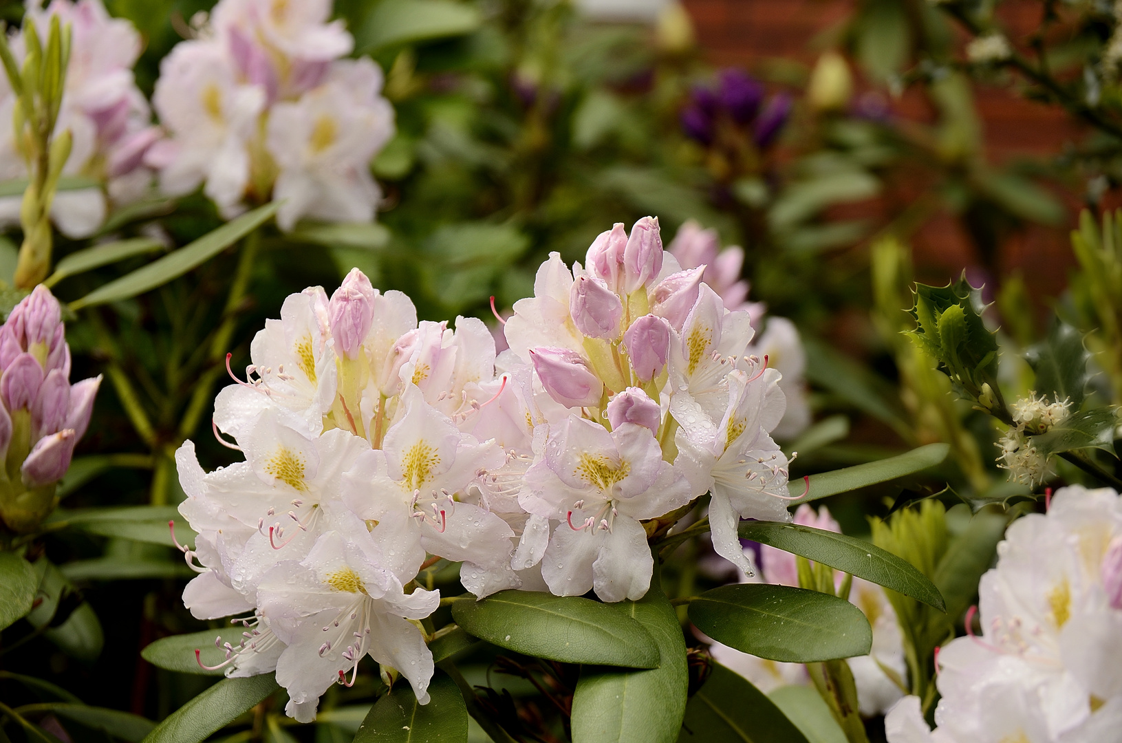 Rhododendron