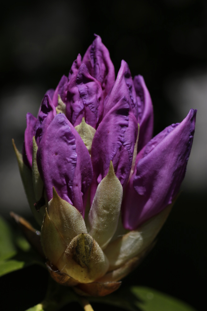 Rhododendron