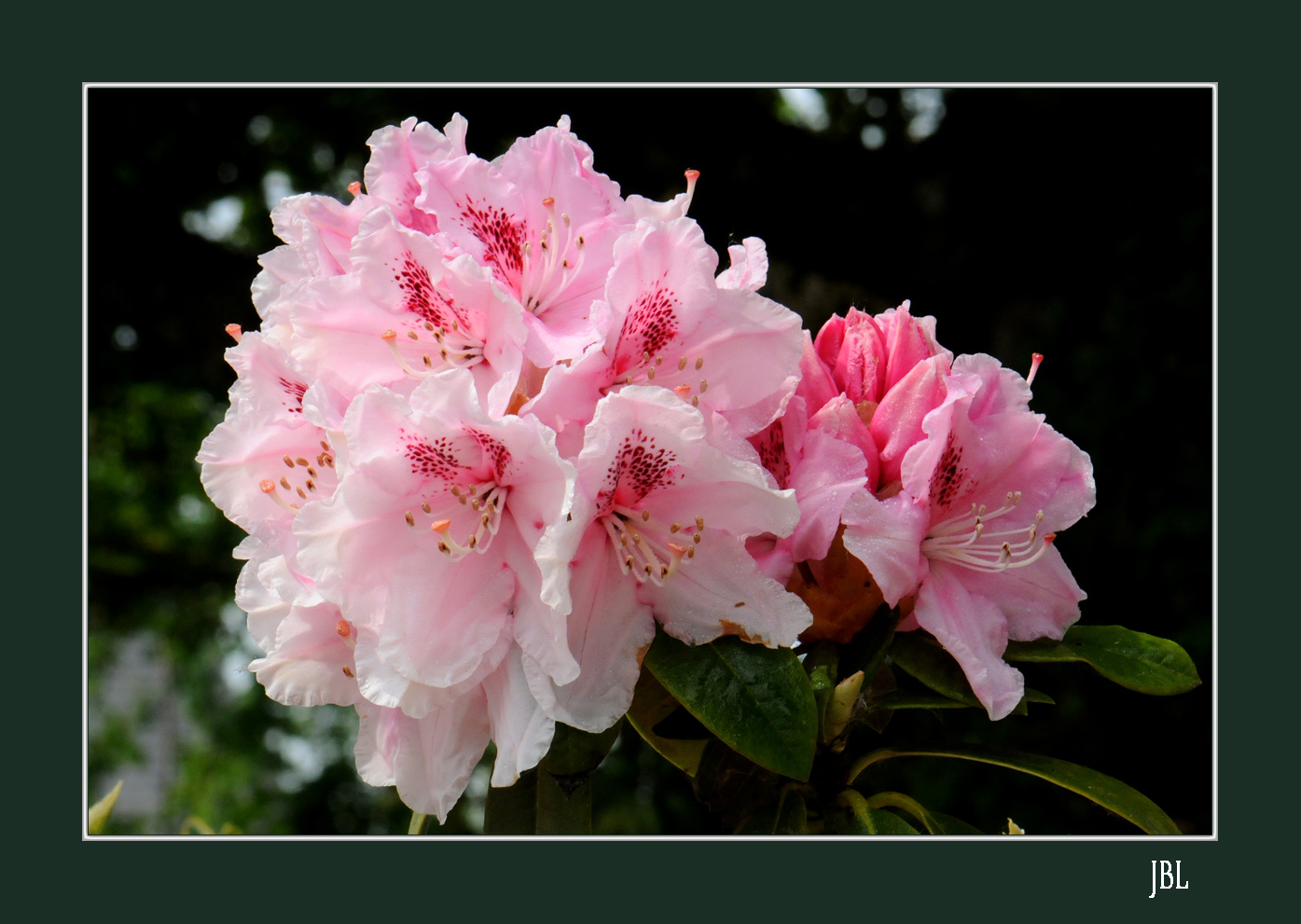 Rhododendron