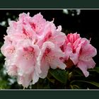 Rhododendron