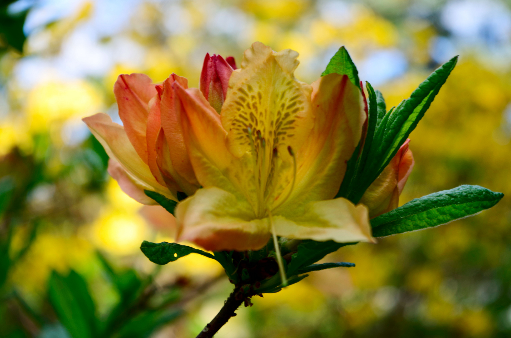 Rhododendron