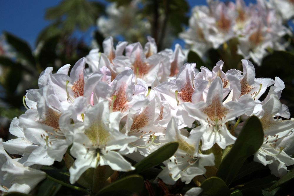 Rhododendron