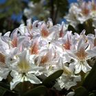 Rhododendron