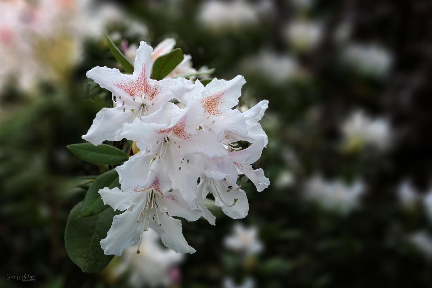 Rhododendron