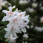 Rhododendron