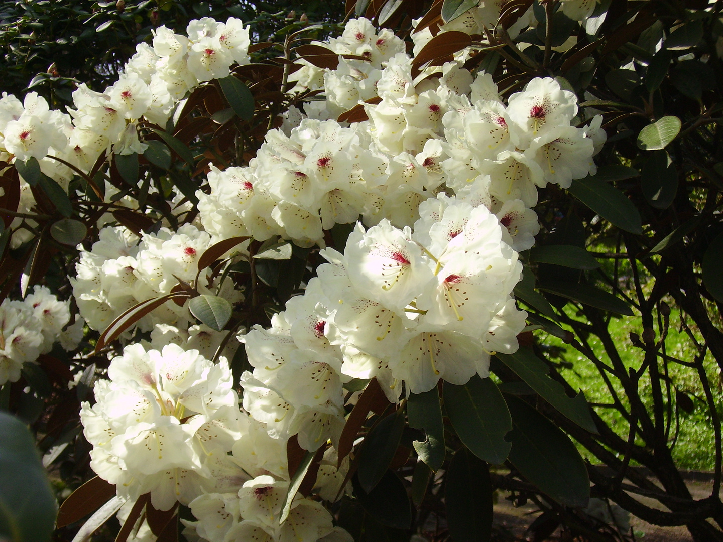 Rhododendron