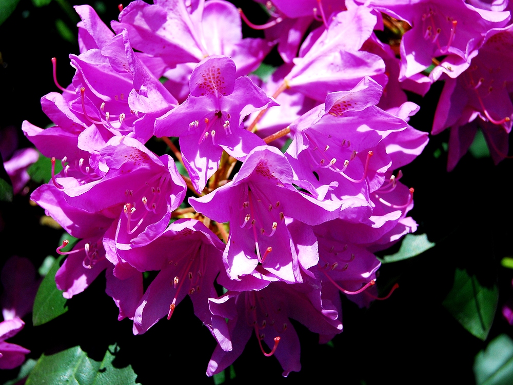 Rhododendron