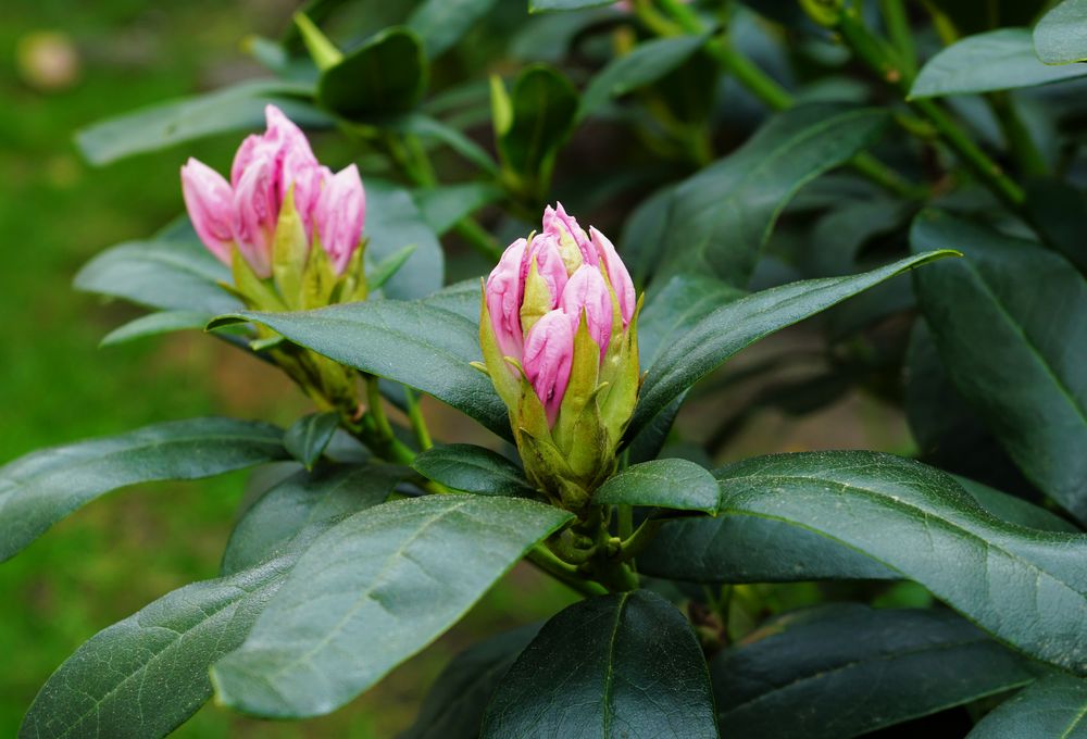 Rhododendron