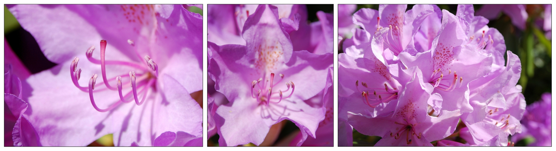 Rhododendron